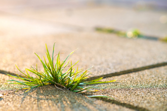 Résultat du désherbage au gaz sur des mauvaises herbes
