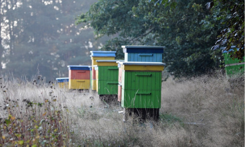 Guide pour l'hivernage des ruches : Conseils essentiels pour protéger vos abeilles en hiver