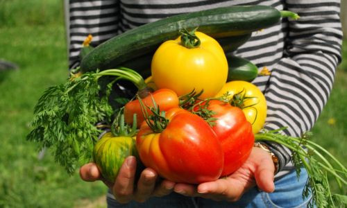 Comment bien faire pousser ses cultures et entretenir son potager toute l'année ?