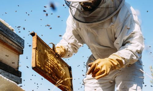 Comment débuter en apiculture ? Réglementations et équipements pour avoir une ruche chez soi et adopter des abeilles ?