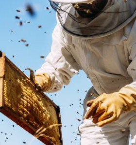 Guide bien débuter en apiculture