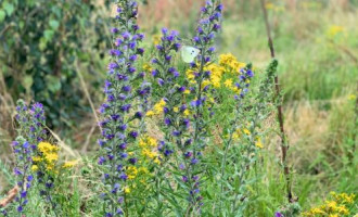 8 astuces et conseils pour favoriser la biodiversité au jardin